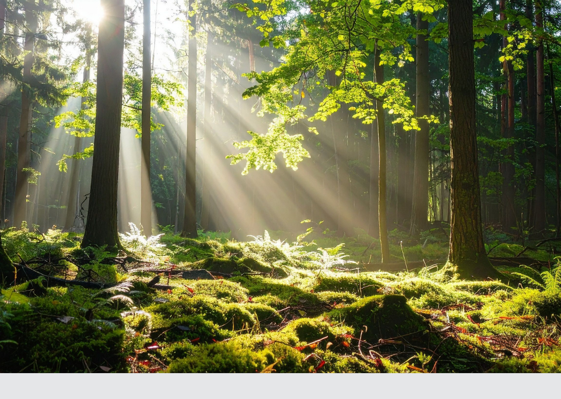 Symbolischer Weg durch einen Wald mit Lichtstrahlen